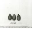 Click for 1 image(s) for this accession. FRUIT